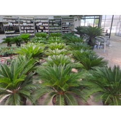 5 yaş Sikas-Japon Sago Palmiyesi