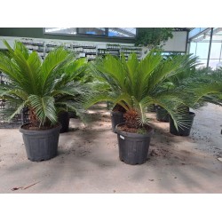 5 yaş Sikas-Japon Sago Palmiyesi