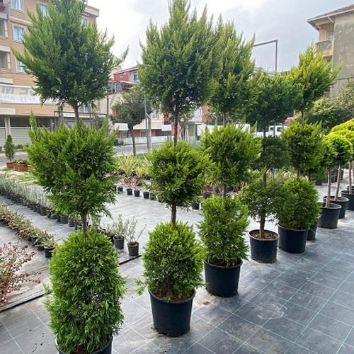 3 Top Çam 2.20 Metre Üç Top