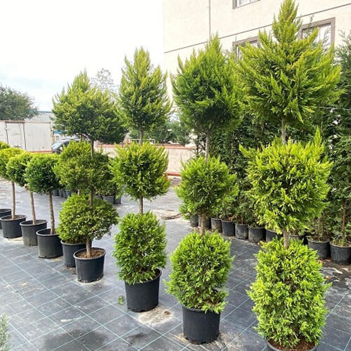 3 Top Çam 2.20 Metre Üç Top