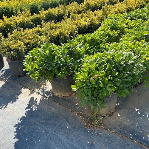 Pitosporum (40 Cm Çap)