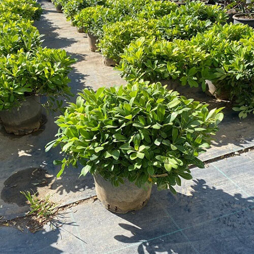 Pitosporum (40 Cm Çap)