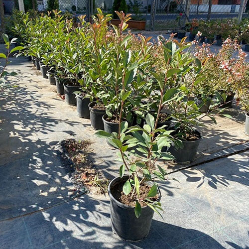 Alev ağacı 70-80 cm