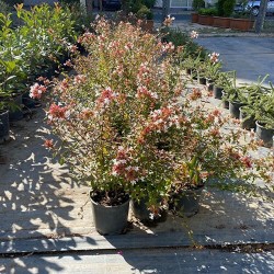 Abelya Bitkisi 30-40 Cm