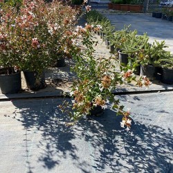 Abelya Bitkisi 30-40 Cm