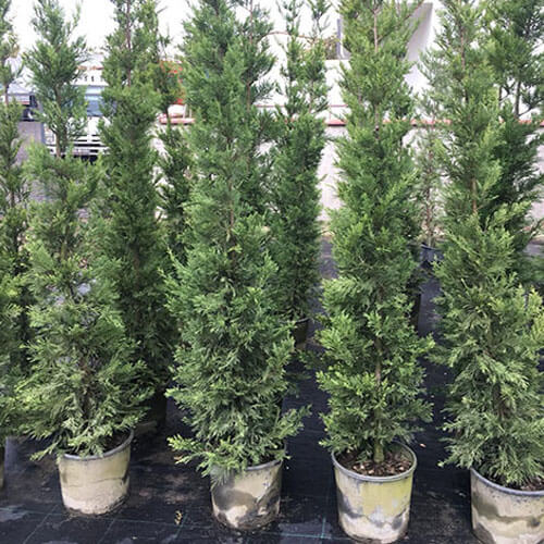 Boylu Leylandi 2 2.5 Metre Çam