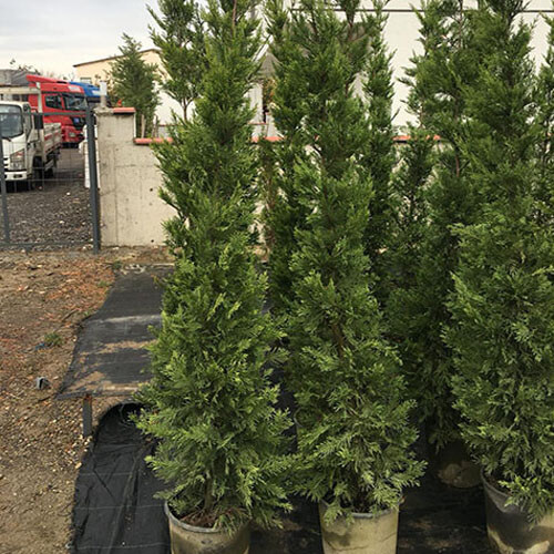 Boylu Leylandi 2 2.5 Metre Çam