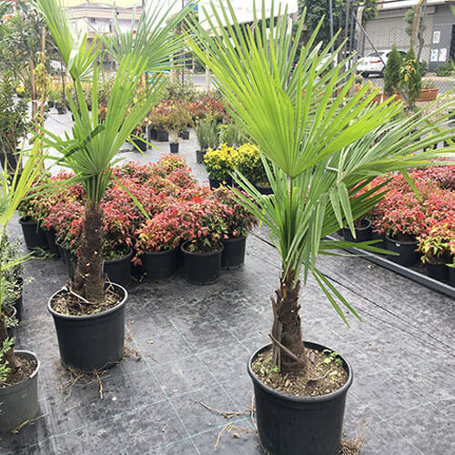 Marmara Palmiyesi 1.50 - 1.70 Boy