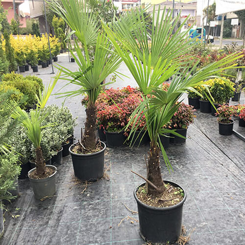 Marmara Palmiyesi 1.50 - 1.70 Boy