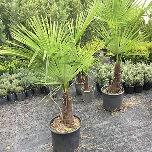 Marmara Palmiyesi 1.50 - 1.70 Boy