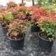 Nandina Fire Power 30 Cm Çap