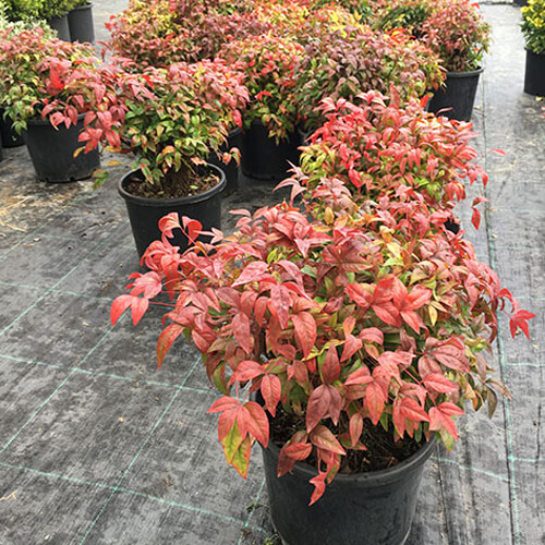 Nandina Fire Power 30 Cm Çap