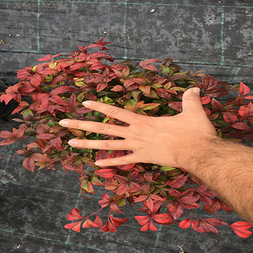 Nandina Fire Power 30 Cm Çap
