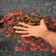 Nandina Fire Power 30 Cm Çap