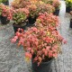 Nandina Fire Power 30 Cm Çap