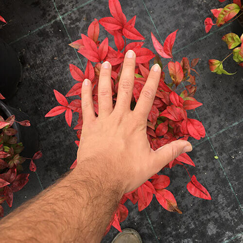 Nandina 15 20 Cm Çap