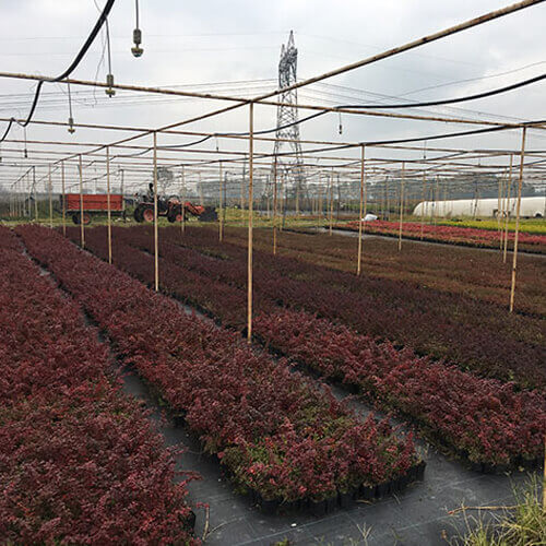 Nandina 15 20 Cm Çap