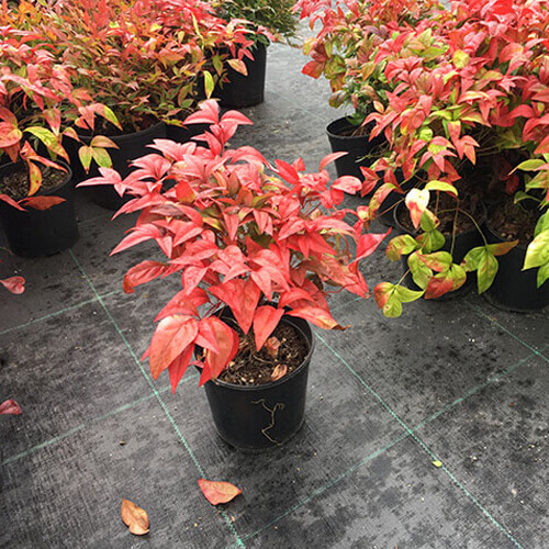 Nandina 15 20 Cm Çap