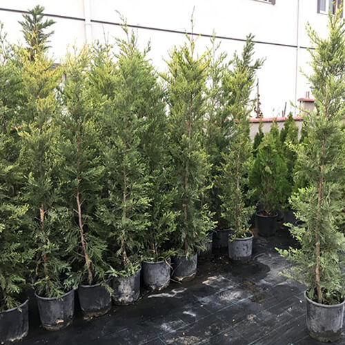 Leylandi 2 - 2.20 Boy