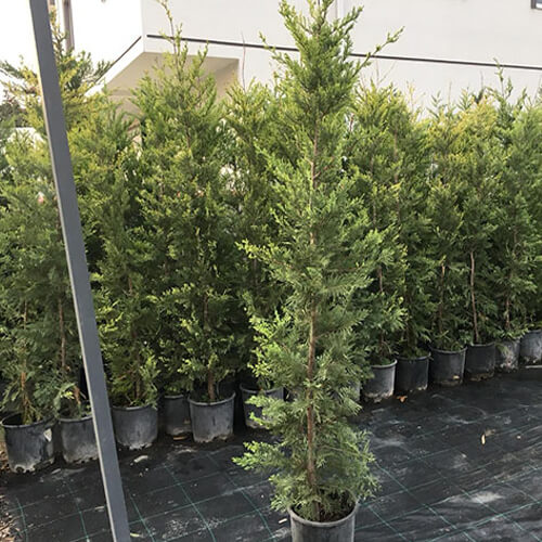 Leylandi 2 - 2.20 Boy