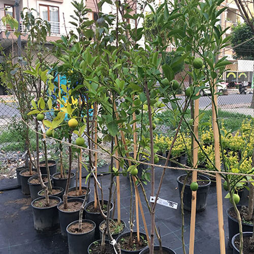 Limon Ağaçları Meyveli Yediveren Limon