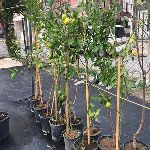 Limon Ağaçları Meyveli Yediveren Limon