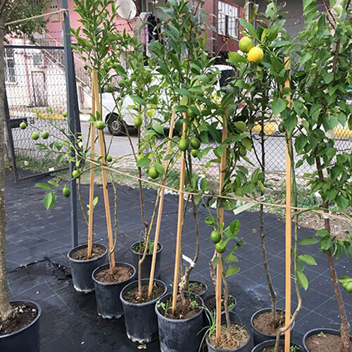 Limon Ağaçları Meyveli Yediveren Limon