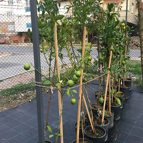 Limon Ağaçları Meyveli Yediveren Limon