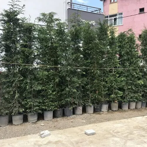 Leylandi 2.5 - 3 Metre Boy